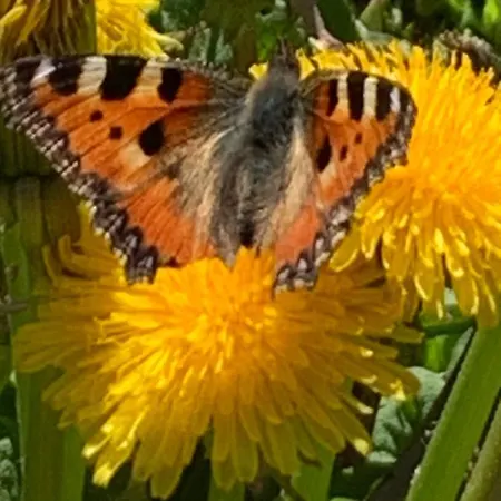 Alpehytte Birkhahn Saas Fee