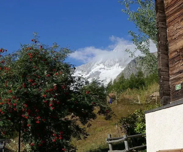 Birkhahn Domek alpejski Saas-Fee